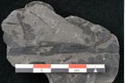 Foto (Detailansicht) von Asterocarpus meriani Br. (NHMW-GEO-2024-0188-10499)